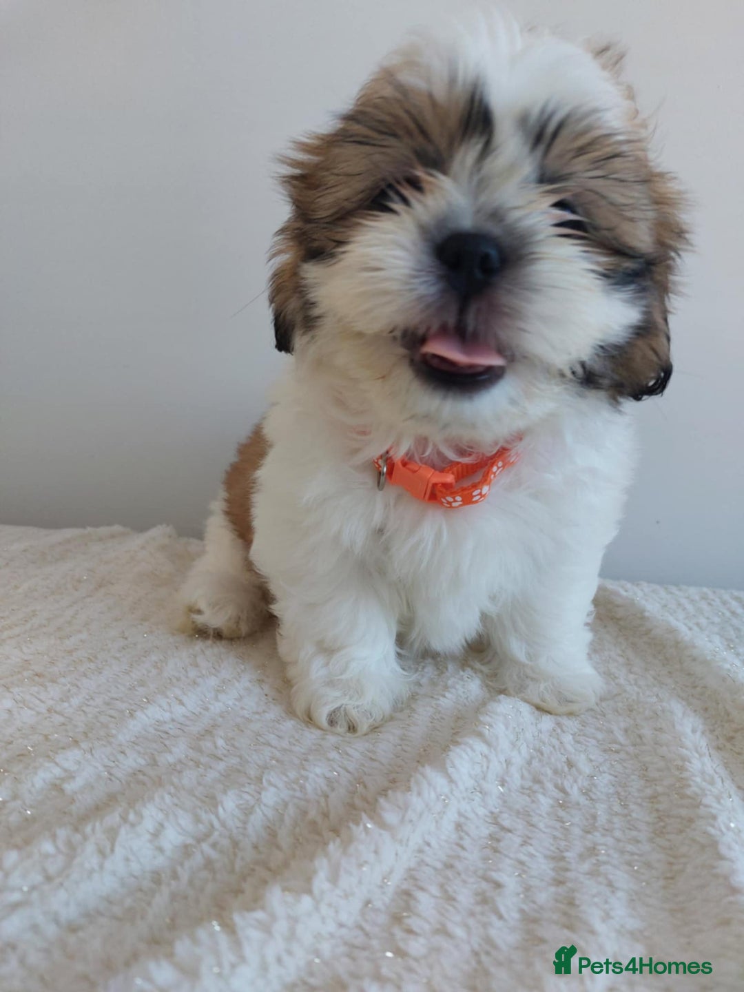 Shih Tzu dogs for sale: Beautiful Shih tzu puppies 🫶🏼 - Image 5