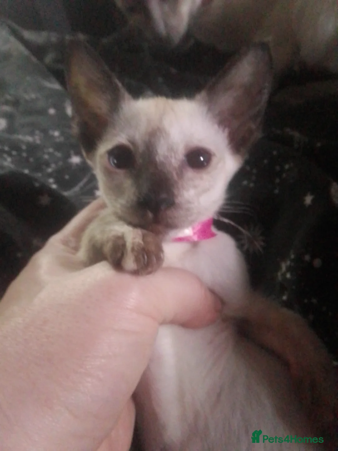 Siamese cats for sale: Siamese kittens - Advert 7