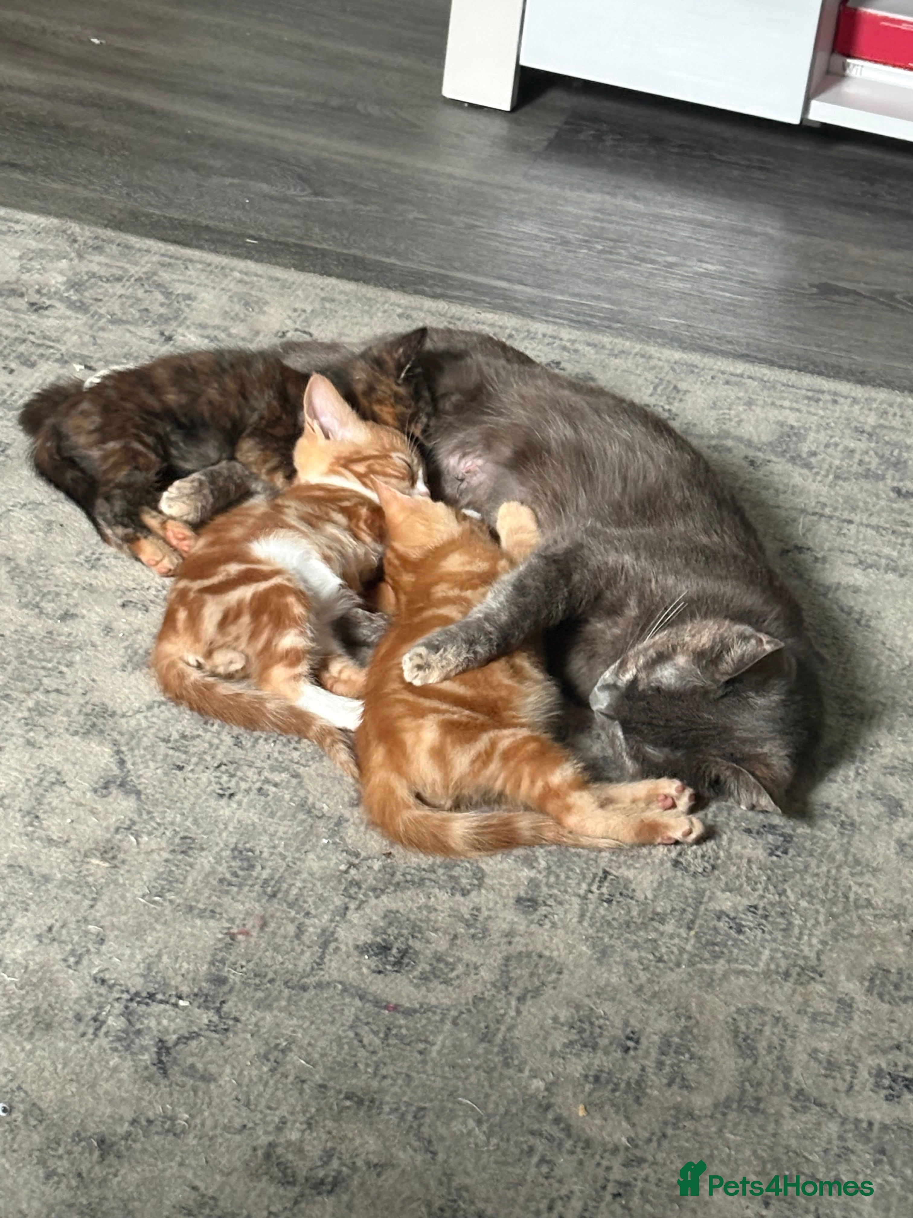 Mixed Breed cats 2 female kittens  - Advert 2