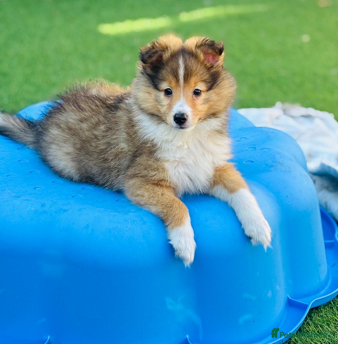 Shetland Sheepdog dogs for sale: Beautiful Shetland Sheepdog Puppies  in Goole - Image 16