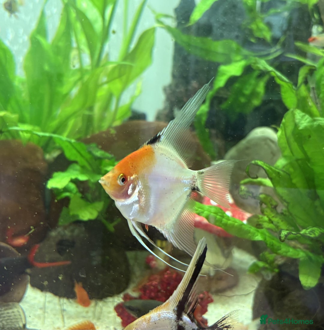 Angelfish fish for sale: Angelfish for Sale in Dagenham - Image 2