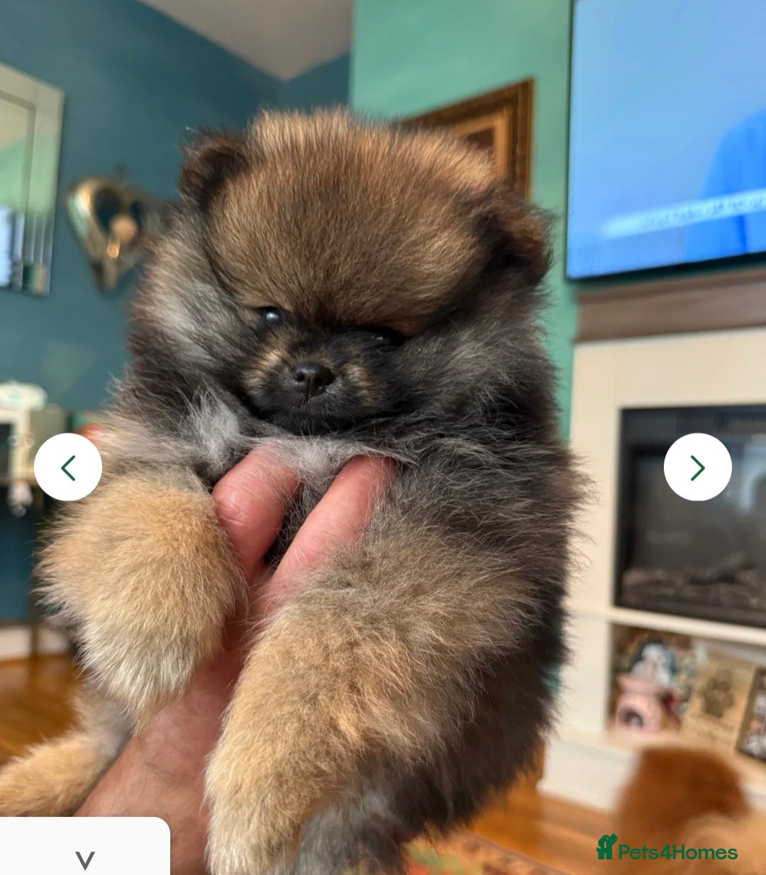 Pomeranian dogs for sale: Female pomeranian  - Image 10