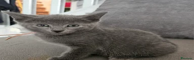 Russian Blue Kitten 5