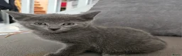 Russian Blue cats for sale: Russian Blue kittens 😸  - Advert 12