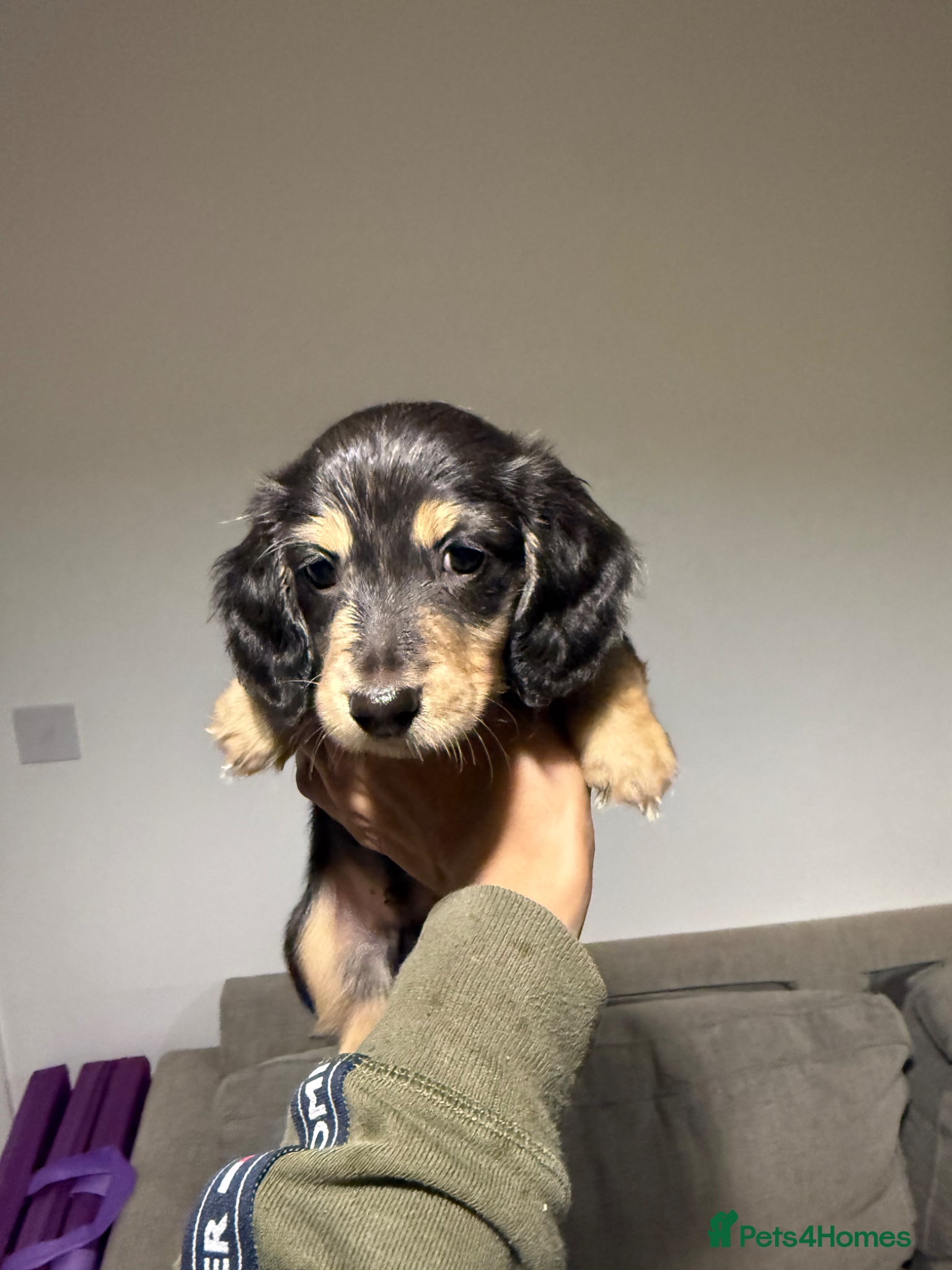 Miniature Dachshund dogs 🌟🐶KC Long-Haired Miniature Dachshund Puppies🐶🌟 - Advert 12