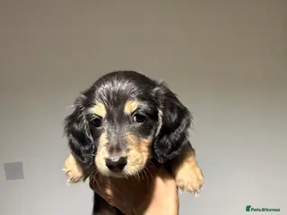 Miniature Dachshund dogs 🌟🐶KC Long-Haired Miniature Dachshund Puppies🐶🌟 - Advert 6