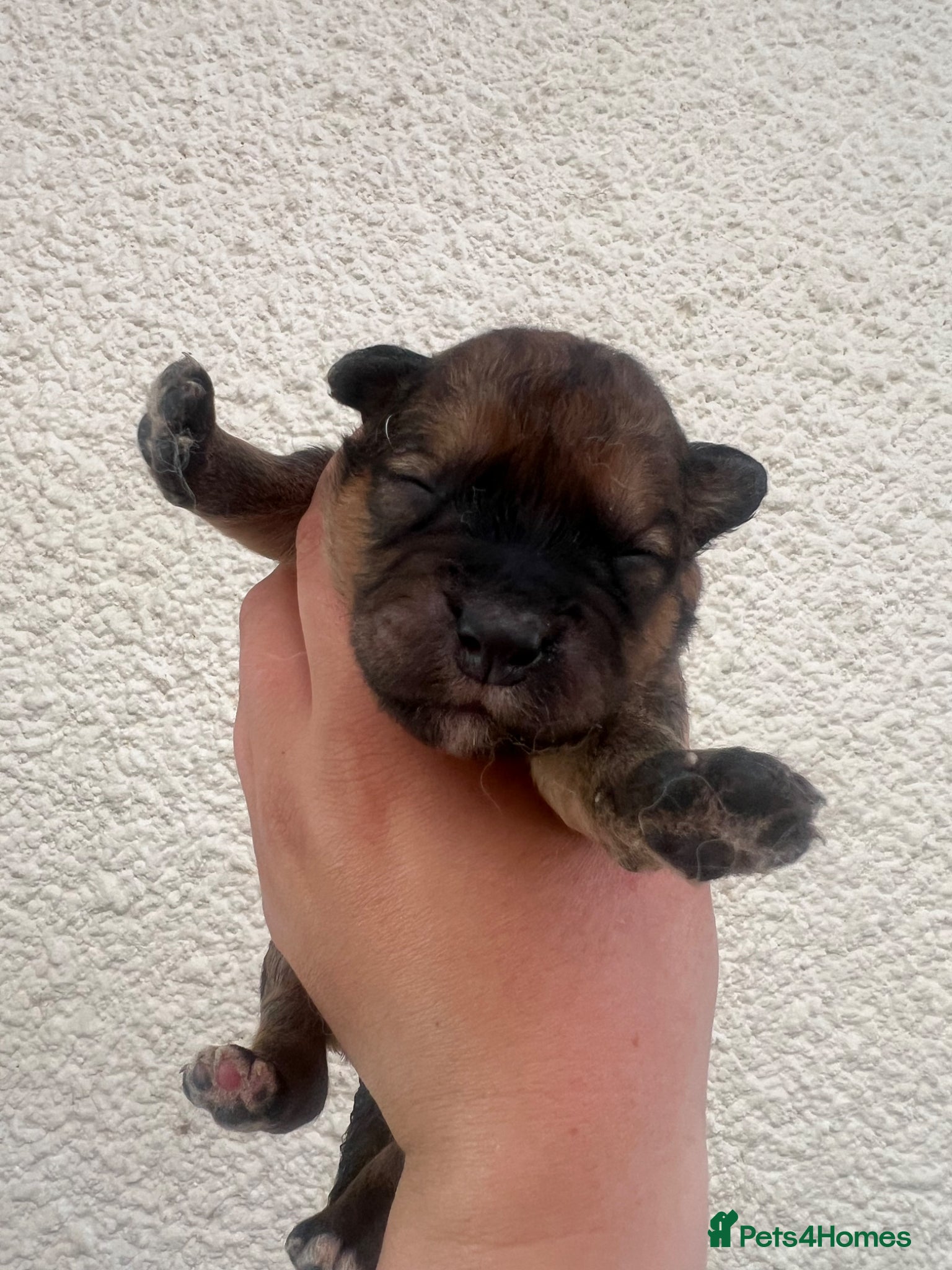 Mixed Breed dogs for sale: 7 beautiful Malkita x puppies with unique colours  - Advert 9