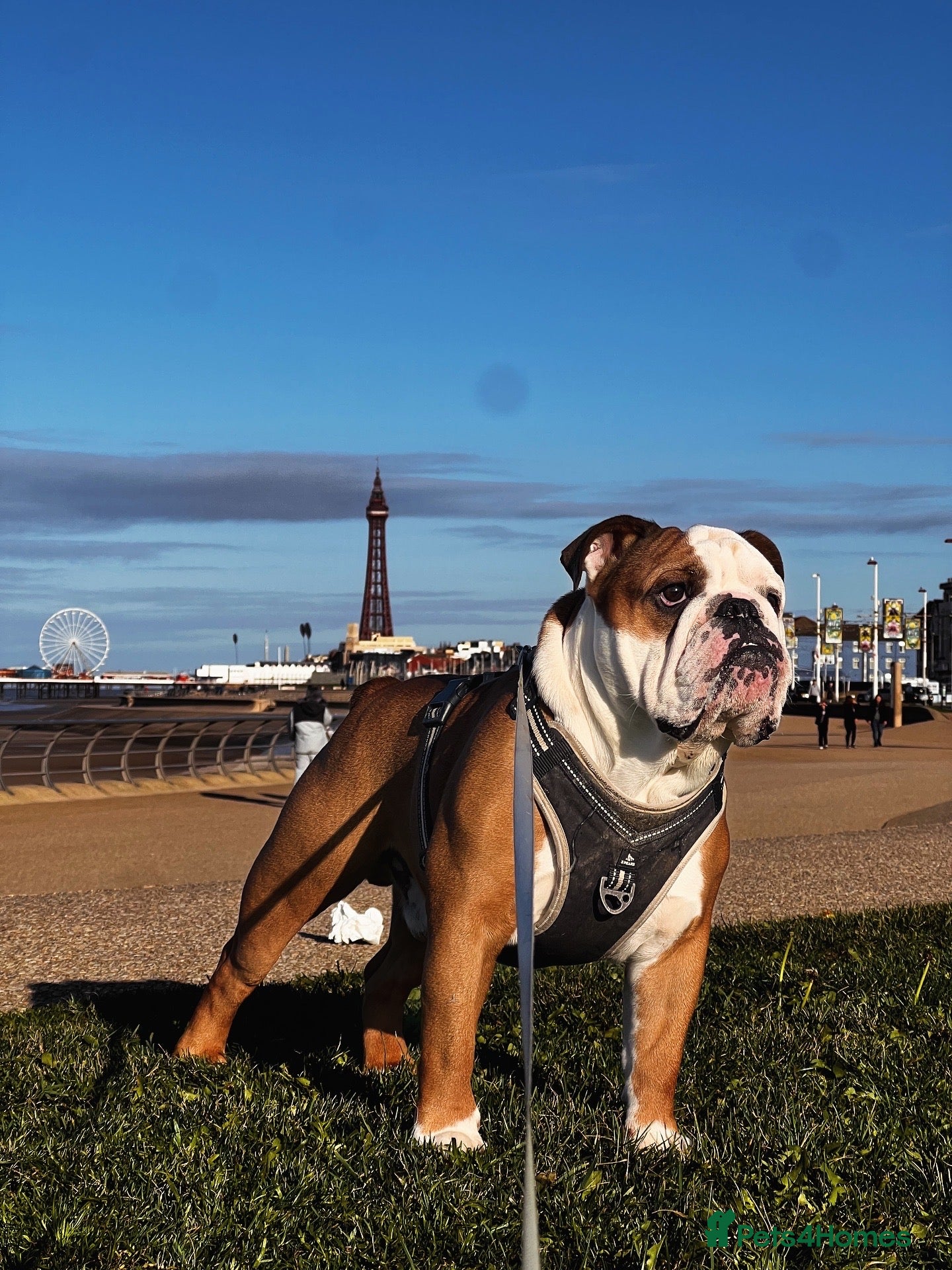 English Bulldog dogs Available for stud in Poulton-le-Fylde - Advert 4