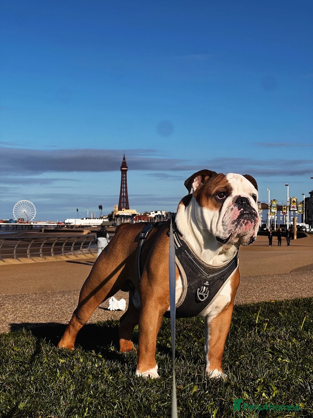 English Bulldog dogs for stud: Available for stud in Poulton-le-Fylde - Advert 1