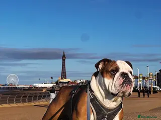 English Bulldog dogs Available for stud in Poulton-le-Fylde - Advert 4