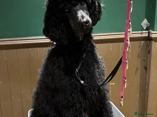 Standard Poodle dogs Champion sired standard poodles - Advert 4