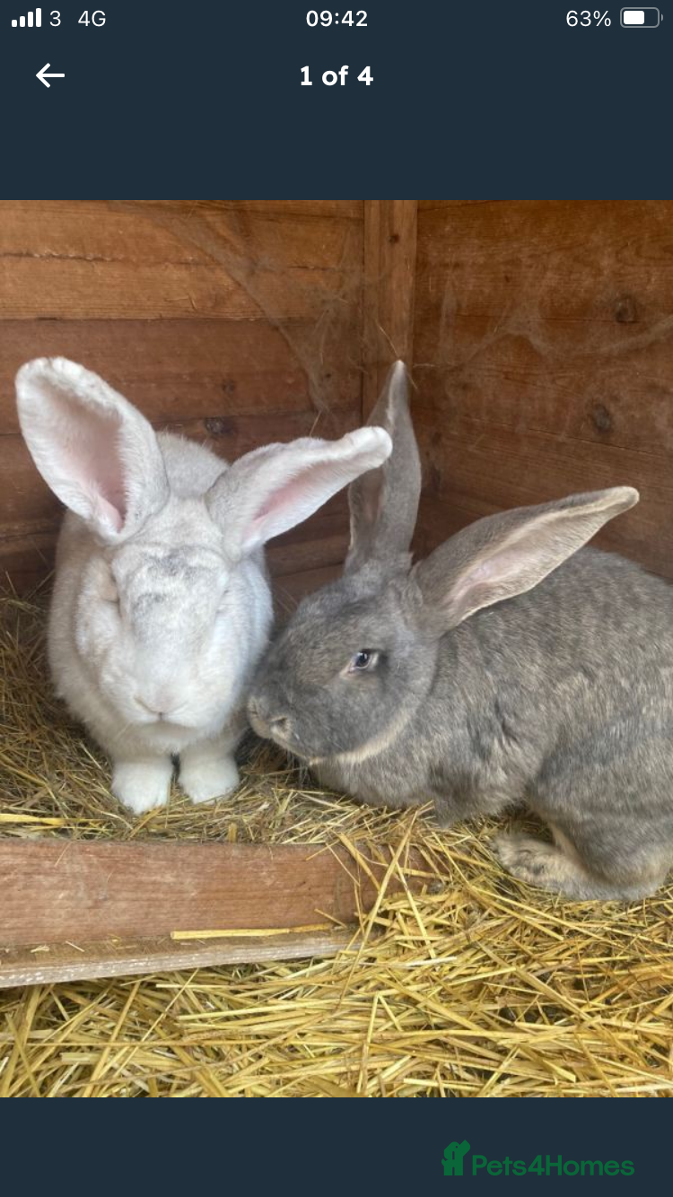 Continental Giant rabbits Friendly Bonded pair - Advert 1