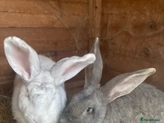 Continental Giant rabbits Friendly Bonded pair - Advert 17