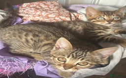 Bengal cats for sale: **1 Female remaining** Bengal cross kittens  in Petworth - Image 4