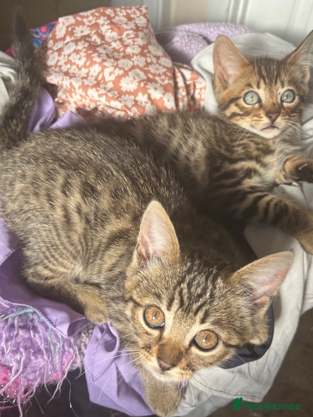 Bengal cats for sale: **1 Female remaining** Bengal cross kittens  in Petworth - Image 4