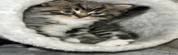 Mixed Breed cats for sale: Stunning Ragdoll / Bengal Mixed Kittens in Shipley - Advert 22