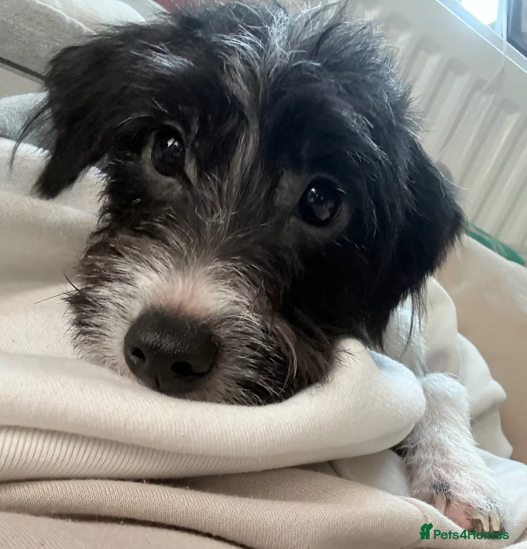 Jackapoo dogs for sale: Jackapoo 9 months  in Stourport-on-Severn - Advert 1