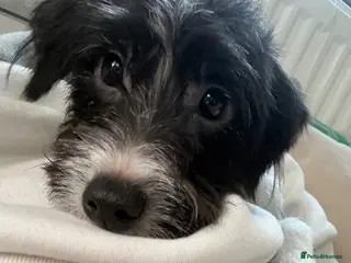 Jackapoo dogs Jackapoo 9 months - Advert 5