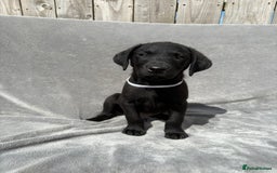 Labrador Retriever dogs for sale: Ready to leave now KC Labrador puppies  - Image 3