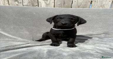 Labrador Retriever dogs - Advert 8