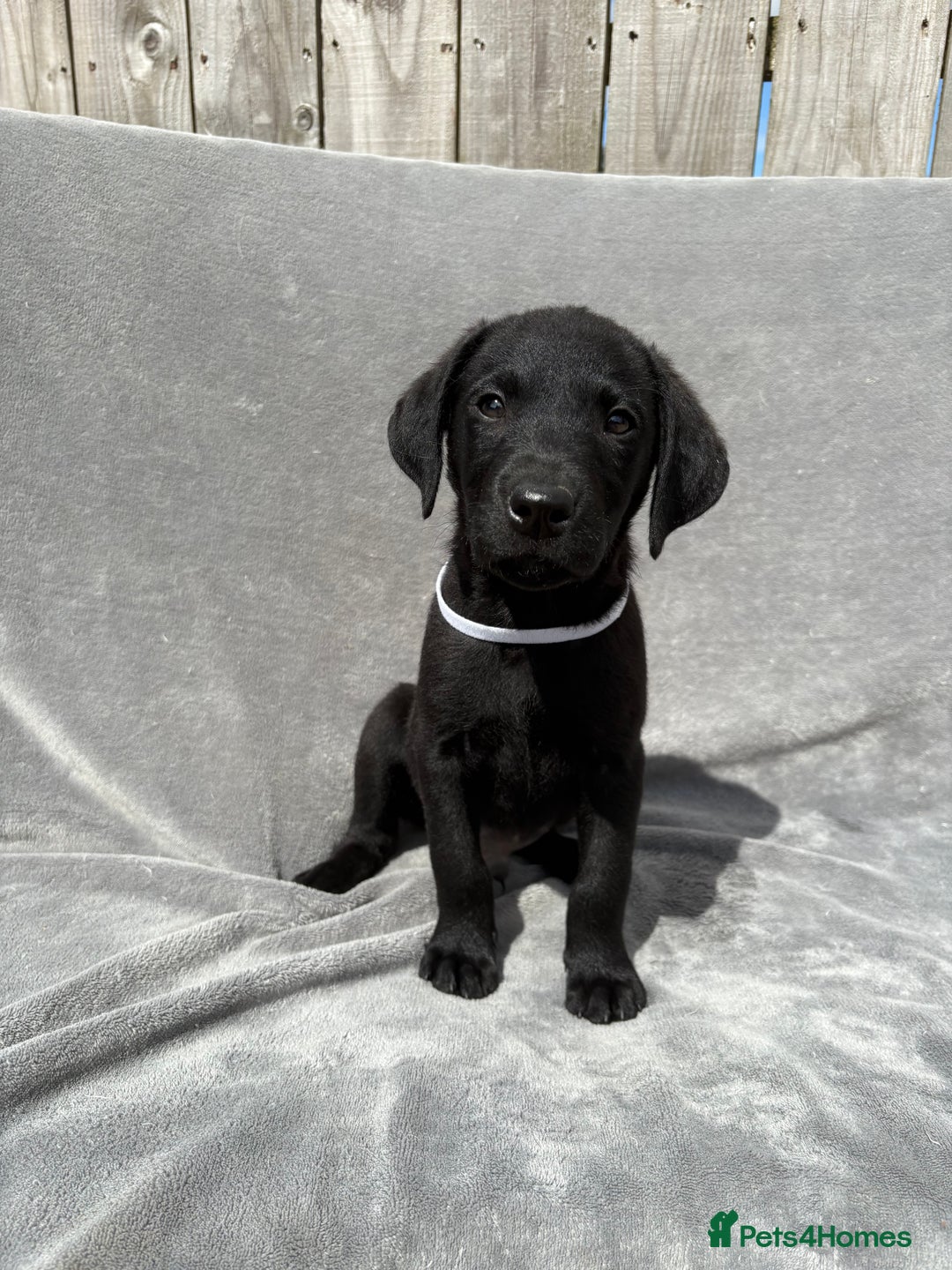 Labrador Retriever dogs for sale: Ready to leave now KC Labrador puppies  - Image 3