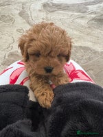 Cavapoo dogs Stunning F1 cavapoos - Advert 6