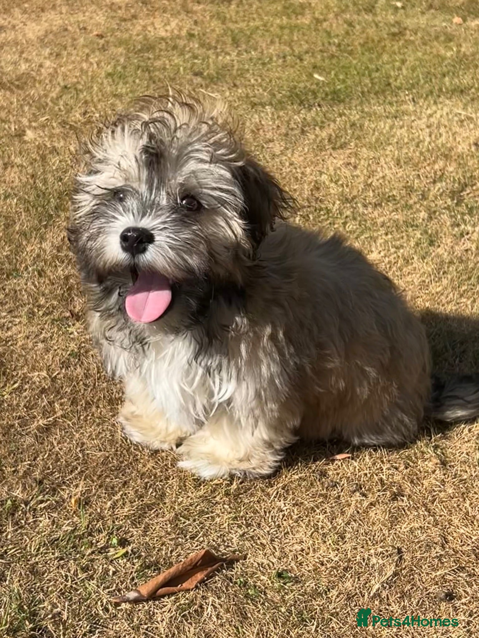 Shihpoo dogs shihpoo puppies for sale  - Advert 2