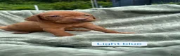 Hungarian Vizsla dogs for sale: 🐶Adorable KC Hungarian Vizsla Puppies 💗🩵 - Advert 34