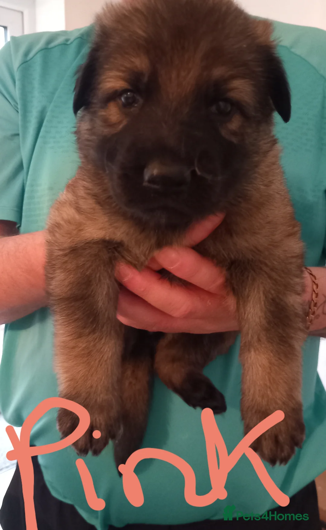 German Shepherd dogs for sale: German shepard puppies  - Advert 6
