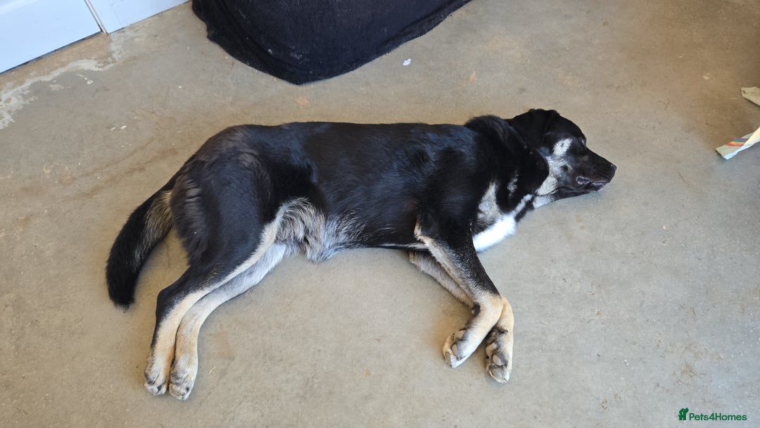 Mixed Breed dogs for sale: Caucasian shepherd/Cane corso  - Image 3