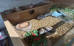 Tortoise reptiles for sale: Herman’s tortoise  - Image 4