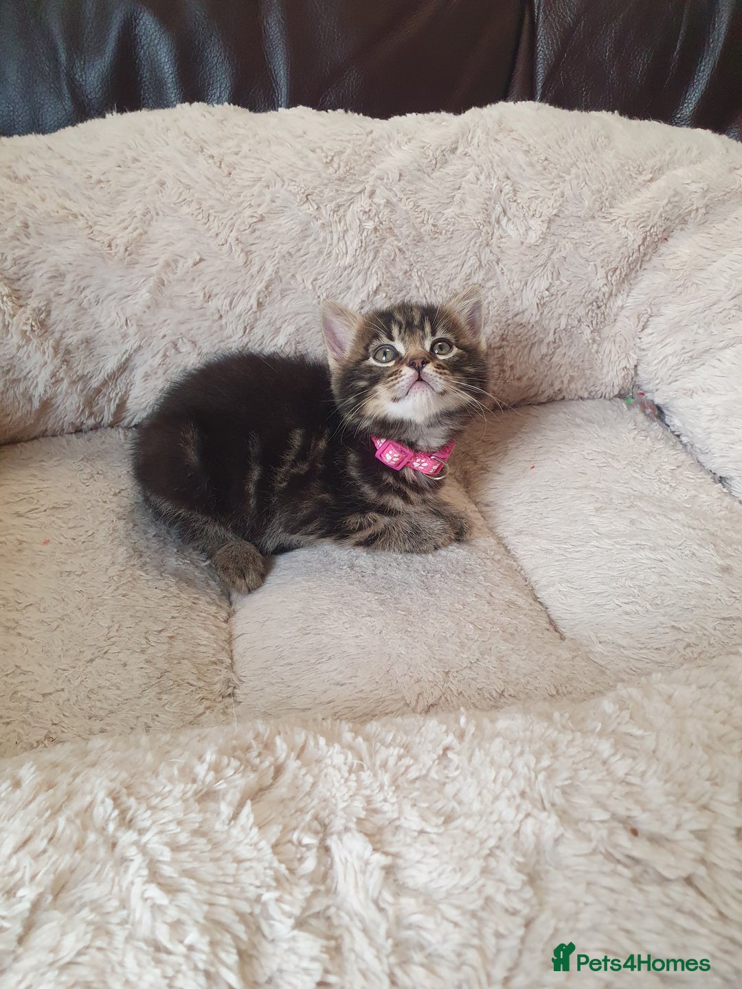 Mixed Breed cats for sale: Maine Coon mixed breed  - Advert 5