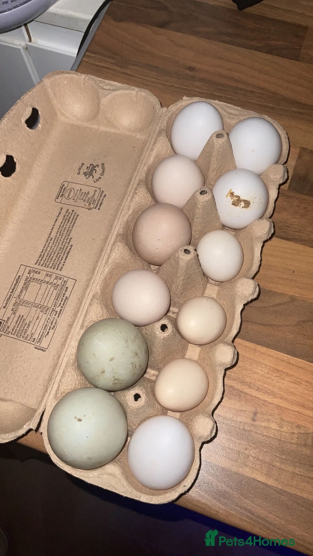 Chickens poultry for sale: Indian runner ducks and chicks available soon! in Ripley - Advert 1