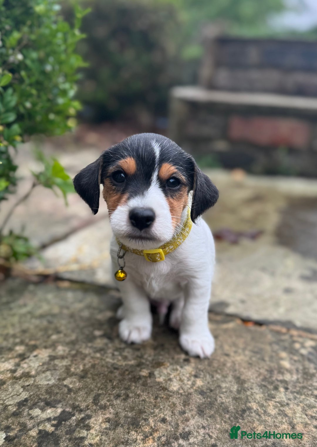 Jack Russell dogs for sale: Georgeous Jack Russell Puppy boy  in Tunbridge Wells - Image 32