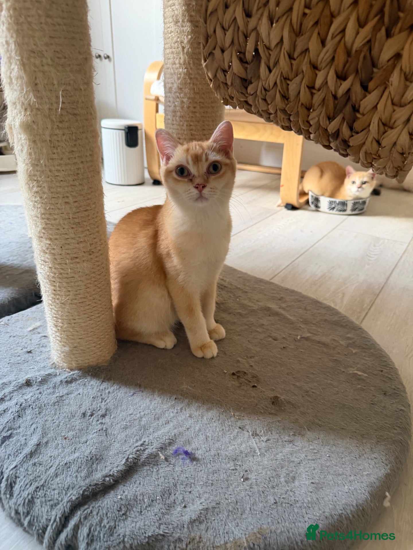 British Shorthair cats 💕 Golden and white British shorthair kittens 💕 - Advert 2