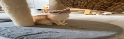 British Shorthair cats for sale: 💕 Golden and white British shorthair kittens 💕 - Advert 2