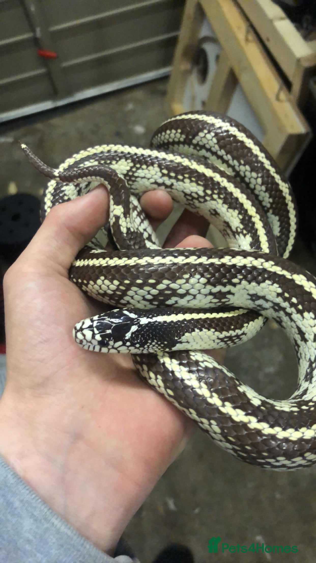 Snake reptiles Various snakes for sale - Advert 5