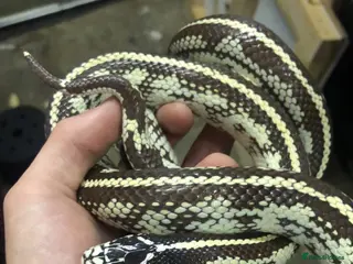 Snake reptiles Various snakes for sale - Advert 5