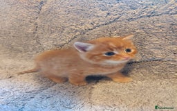 British Longhair cats for sale: Kittens for sale. - Image 4