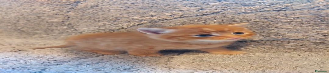 British Longhair Kitten 3