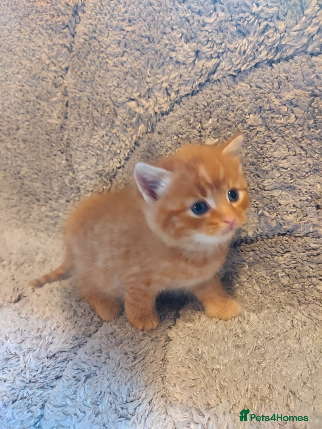 British Longhair cats for sale: Kittens for sale. - Image 4