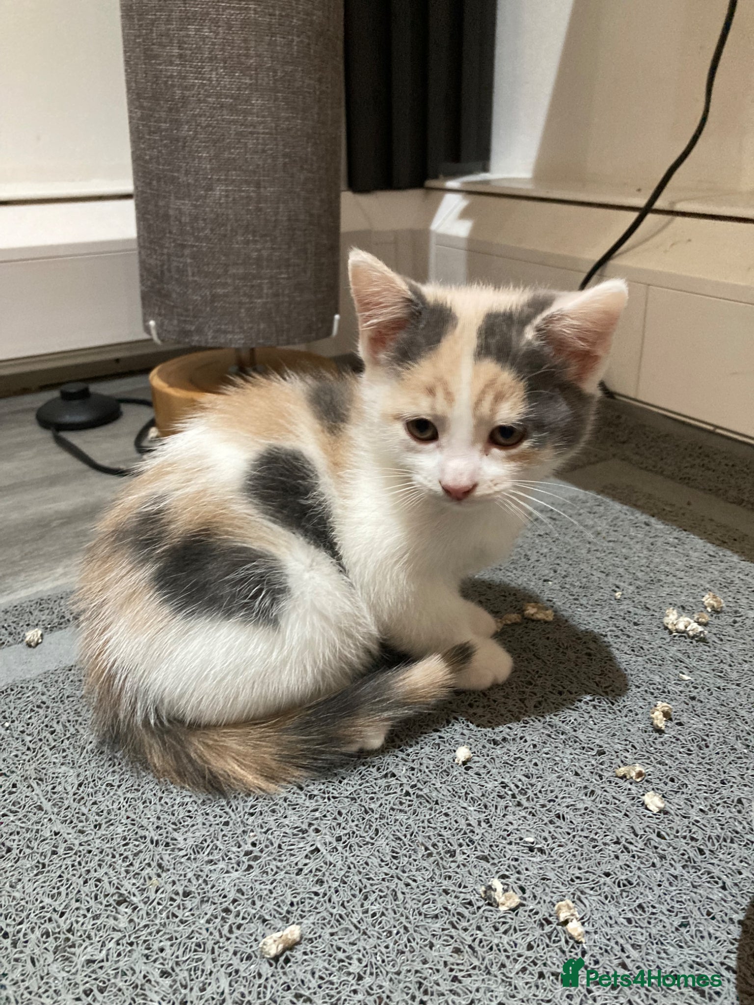 Mixed Breed cats Kittens  **  - Advert 7