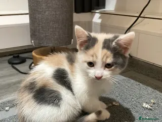 Mixed Breed cats Kittens ** - Advert 7