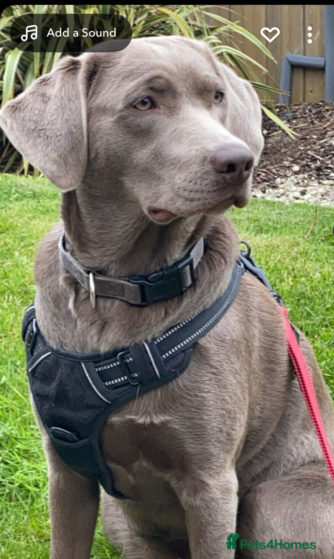 Labrador Retriever dogs for sale: Silver Labrador pups  - Advert 3