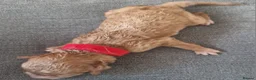 Cockapoo dogs for sale: 5 beautiful F1b puppies - Advert 2