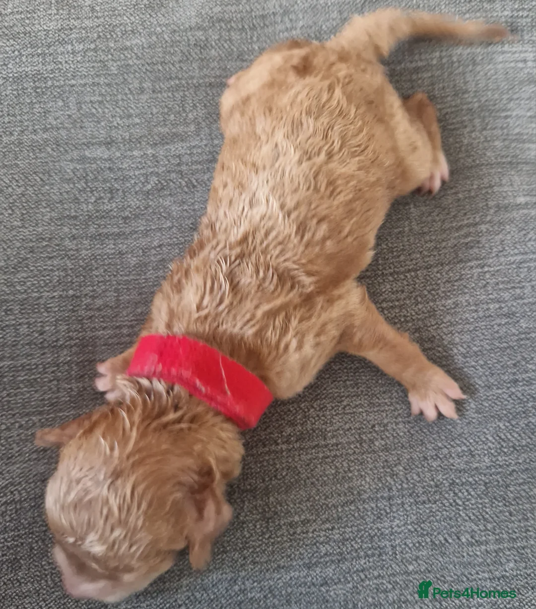 Cockapoo dogs for sale: 5 beautiful F1b puppies - Advert 2