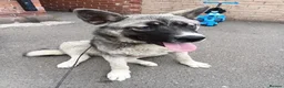 Huskita dogs for sale: Akita - Advert 5