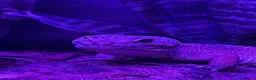 Leopard Gecko reptiles for sale: 🦎 Leopard Gecko & Full Bioactive Vivarium Setup   in Tain - Advert 2
