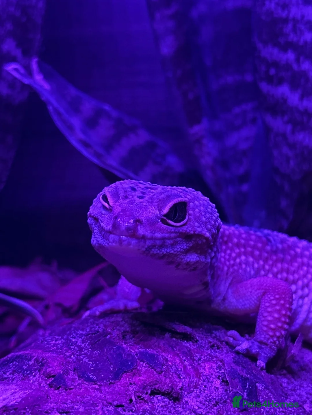 Leopard Gecko reptiles for sale: 🦎 Leopard Gecko & Full Bioactive Vivarium Setup   in Tain - Advert 2