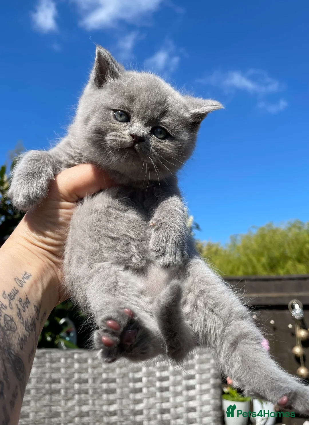 British Shorthair cats for sale: British blues shorthair  in Alford - Advert 1